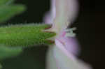 Sticky catchfly